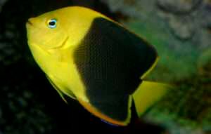 Angelfish