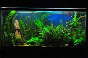 freshwater aquarium