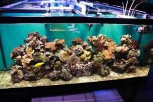 saltwater aquarium