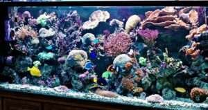 what to know before starting saltwater aquarium