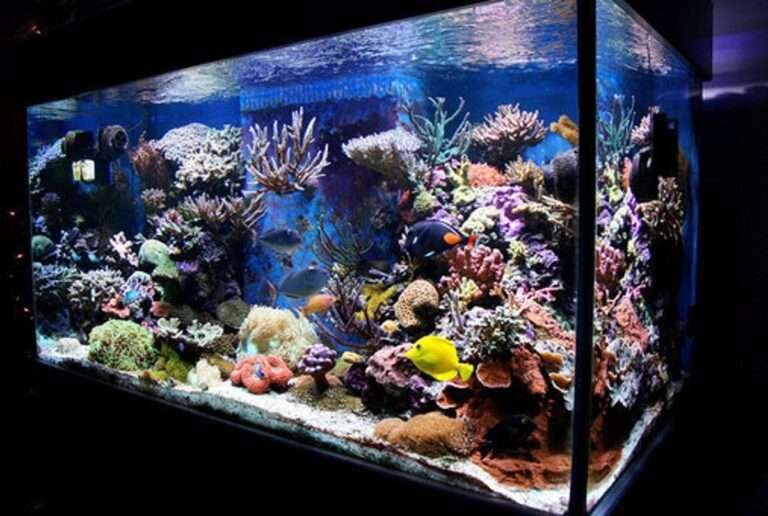 what to know before starting saltwater aquarium