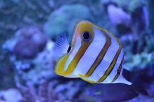 Angelfish