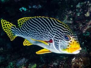 Sweetlips