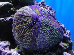 Fungi Plate Coral