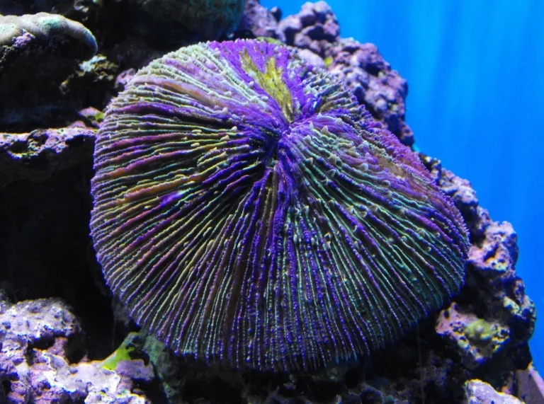 Fungi Plate Coral