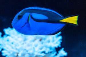 Blue tang