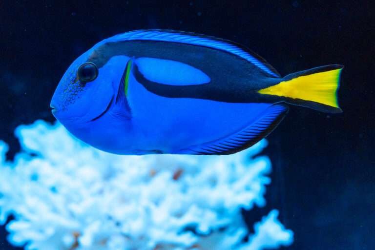 Blue tang