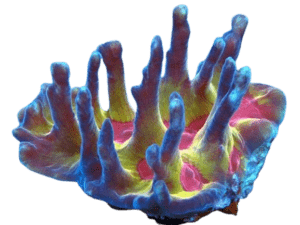 Rainbow Pectinia Coral