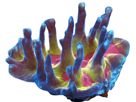 Rainbow Pectinia Coral