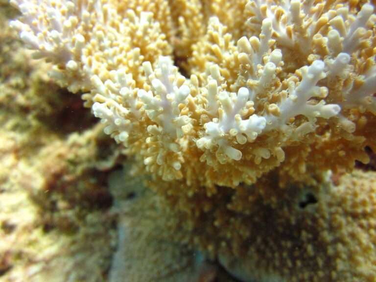 The Acropora coral