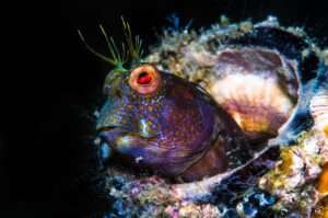 Blennies Fish