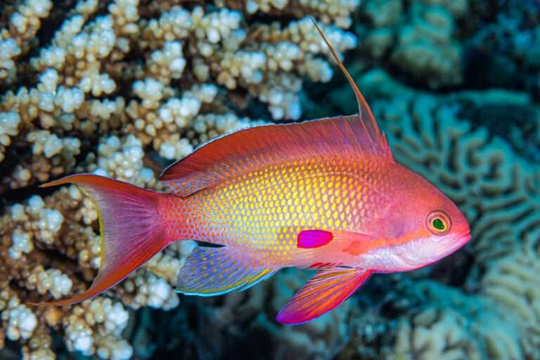 Anthias Fish