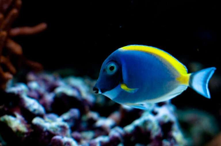 The Blue Tang Surgeonfish