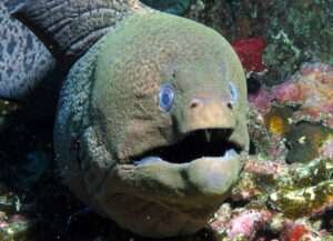 Moray Eel