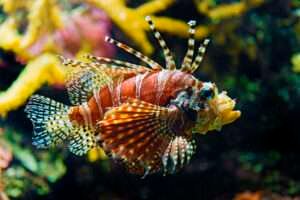 Lionfish