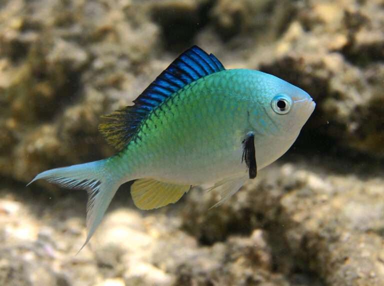 Chromis Fish