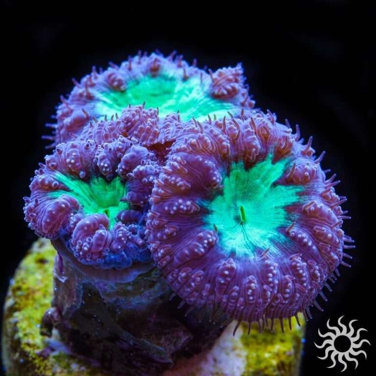    Blastomussa coral