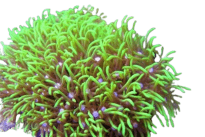 Green Star Polyps