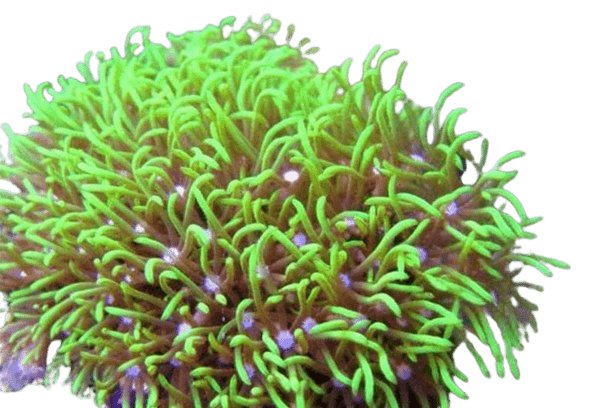 Green Star Polyps