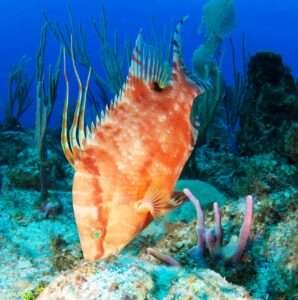 a hogfish