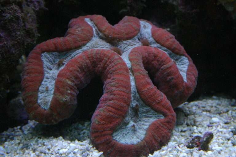 LOBOPHYLLIA CORAL