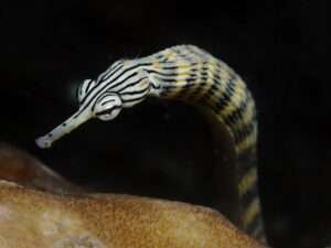 Pipefish