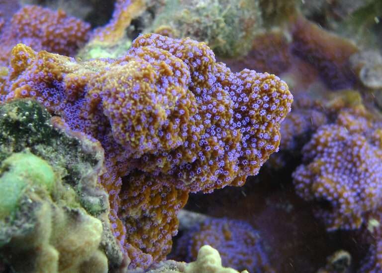 Montipora Coral