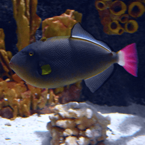 Triggerfish with a pink tail