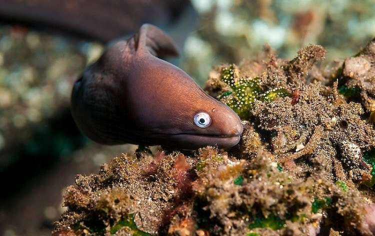 Moray Eel