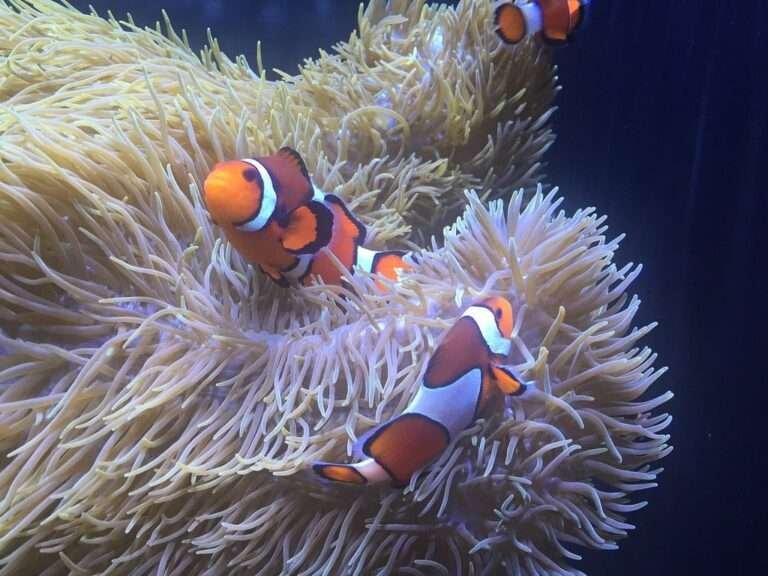 clownfish