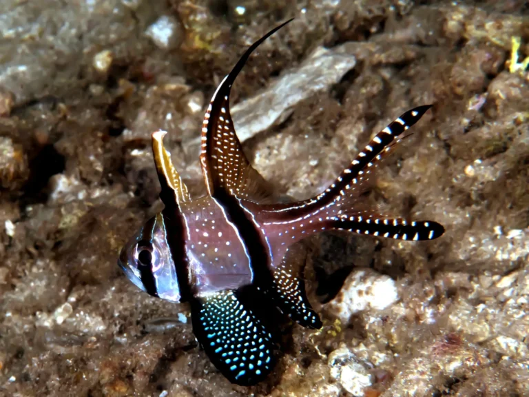 The cardinalfish of Bangai