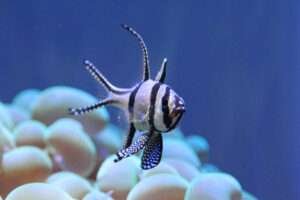 The cardinalfish of Bangai