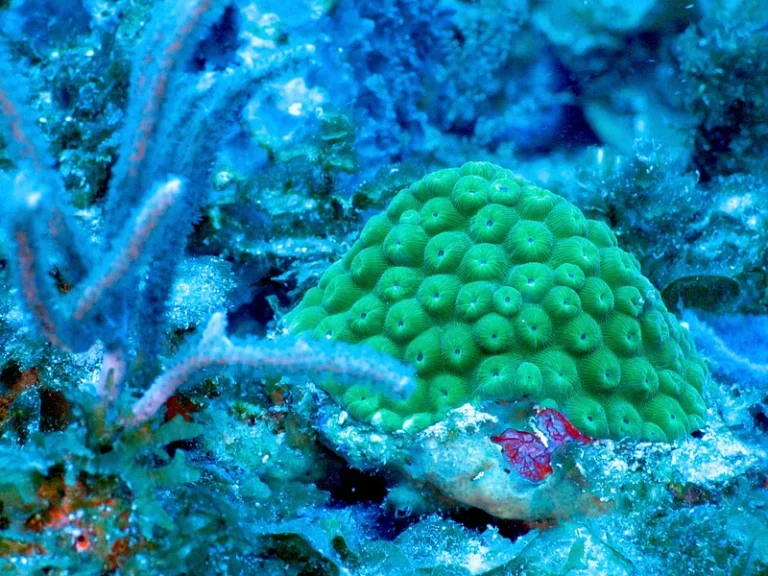 The Chalice Coral