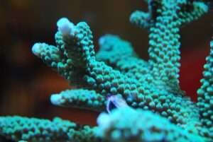 The Acropora coral