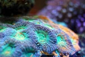  Acan Coral