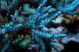 The Acropora coral