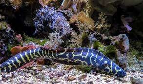 Moray Eel