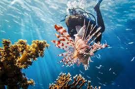 Lionfish