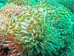 GUINEA CORAL