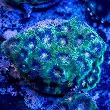 Favia Coral