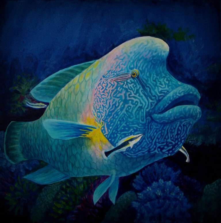 The Humphead Wrasse 