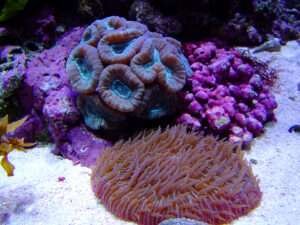  Acan Coral