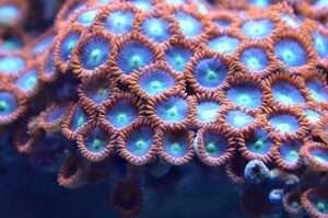 ZOANTHID PALTYHOA