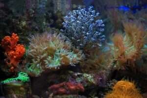 saltwater aquarium