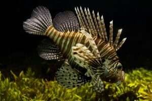 Lionfish