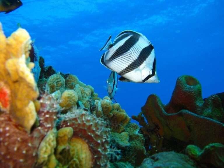 Butterfly Fish