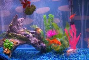 The Knowledge of Fish Tank Ornaments