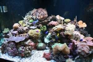 What is biological filtration in an aquarium?