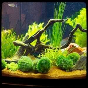 How to Decorate Your Fish Tank with Live Plants