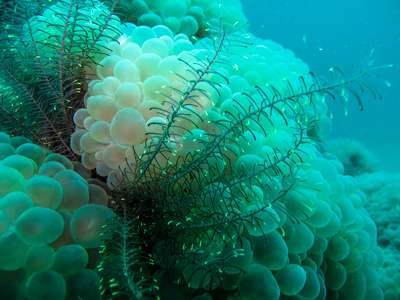 Calcium in reef aquariums